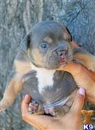 american pit bull puppy posted by Exotic Bully